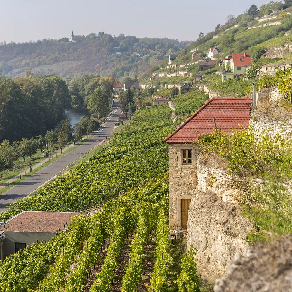 Weinberge am Schweigenberg bei Freyburg