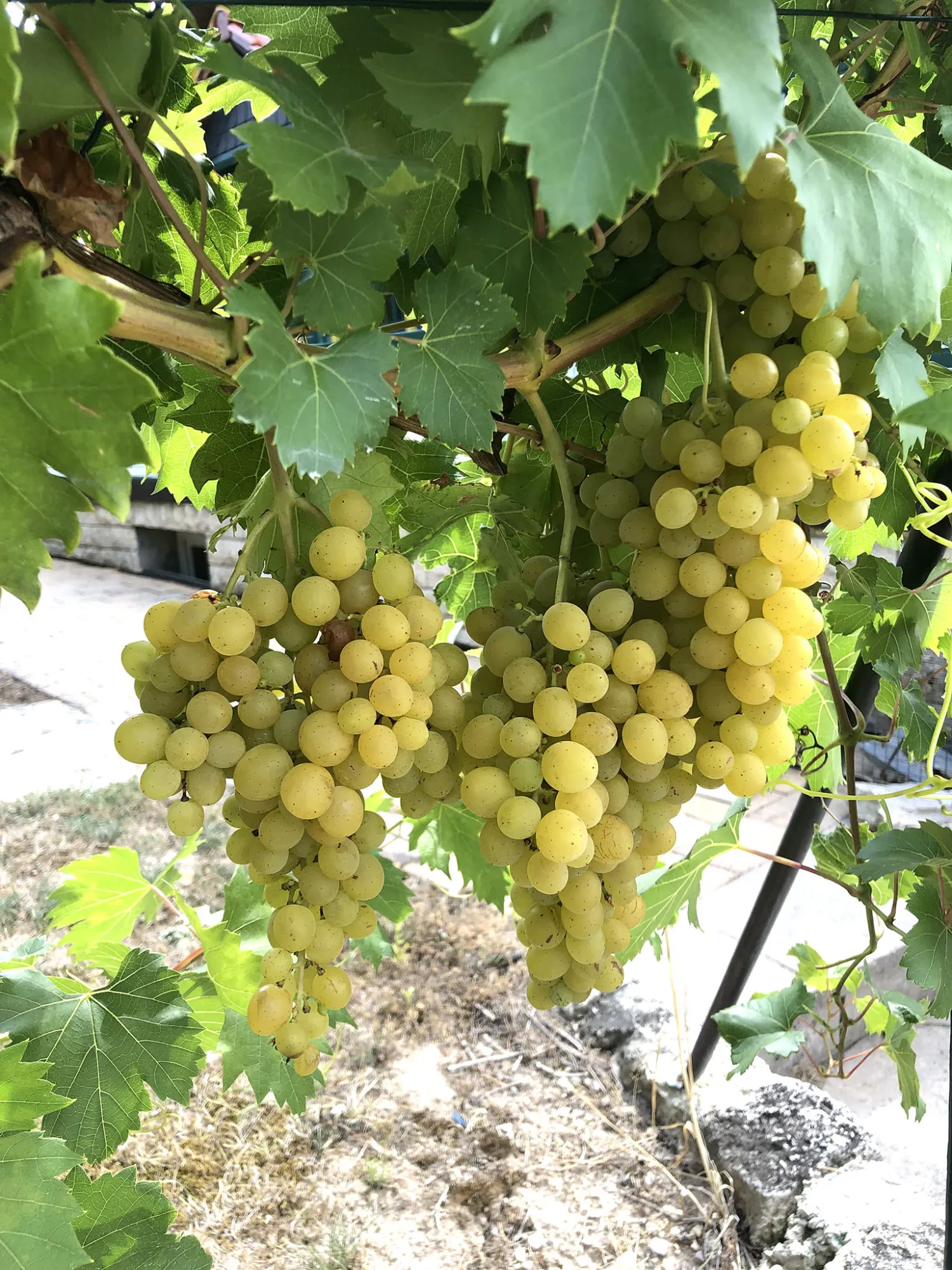 Weinberge des Weinhauses Zur Sonnenuhr