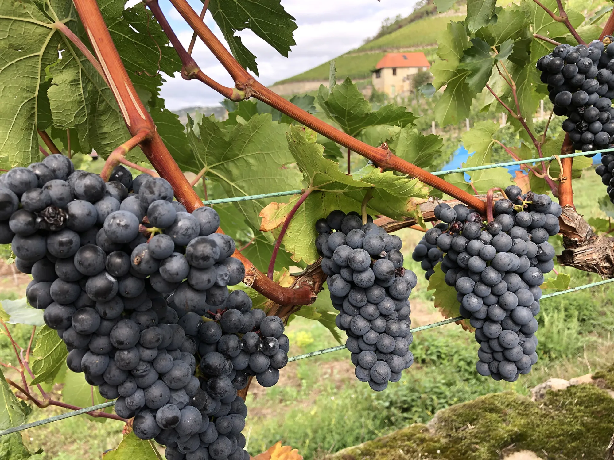 Weinprobe mit Gläsern Saale-Unstrut-Wein